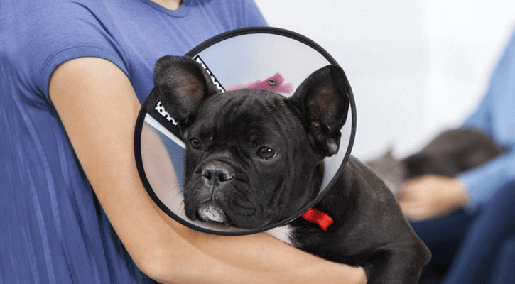 Spay and Neuter
