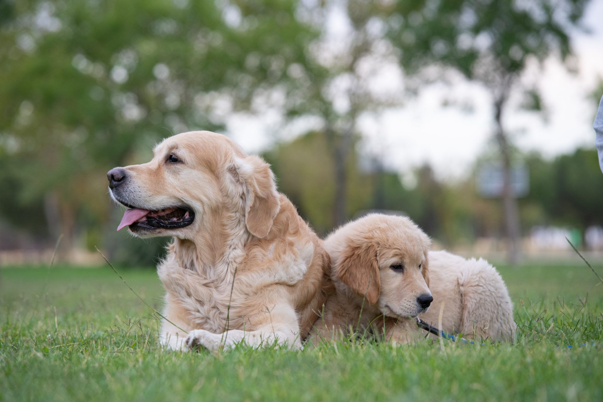 Dogs