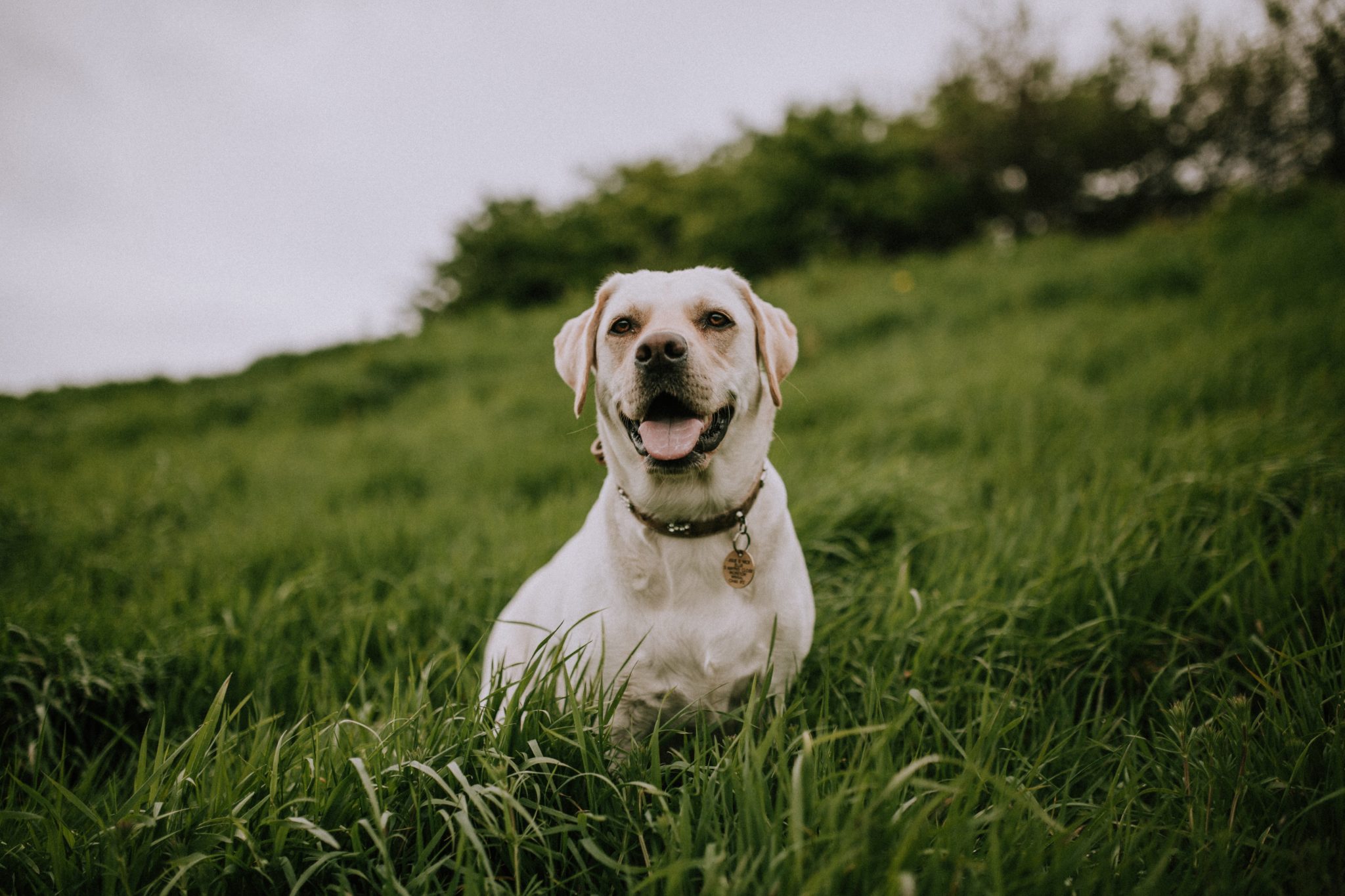 mitchell-orr-1Y4LupdrDZk-unsplash-2048x1365 Dog