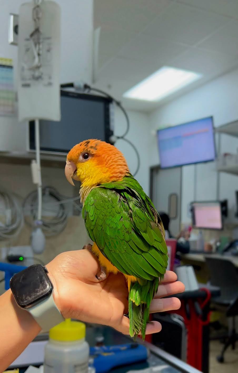Parot