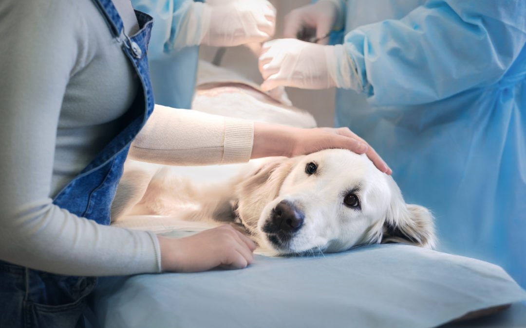 AdobeStock_106825488-1080x675 Dogs