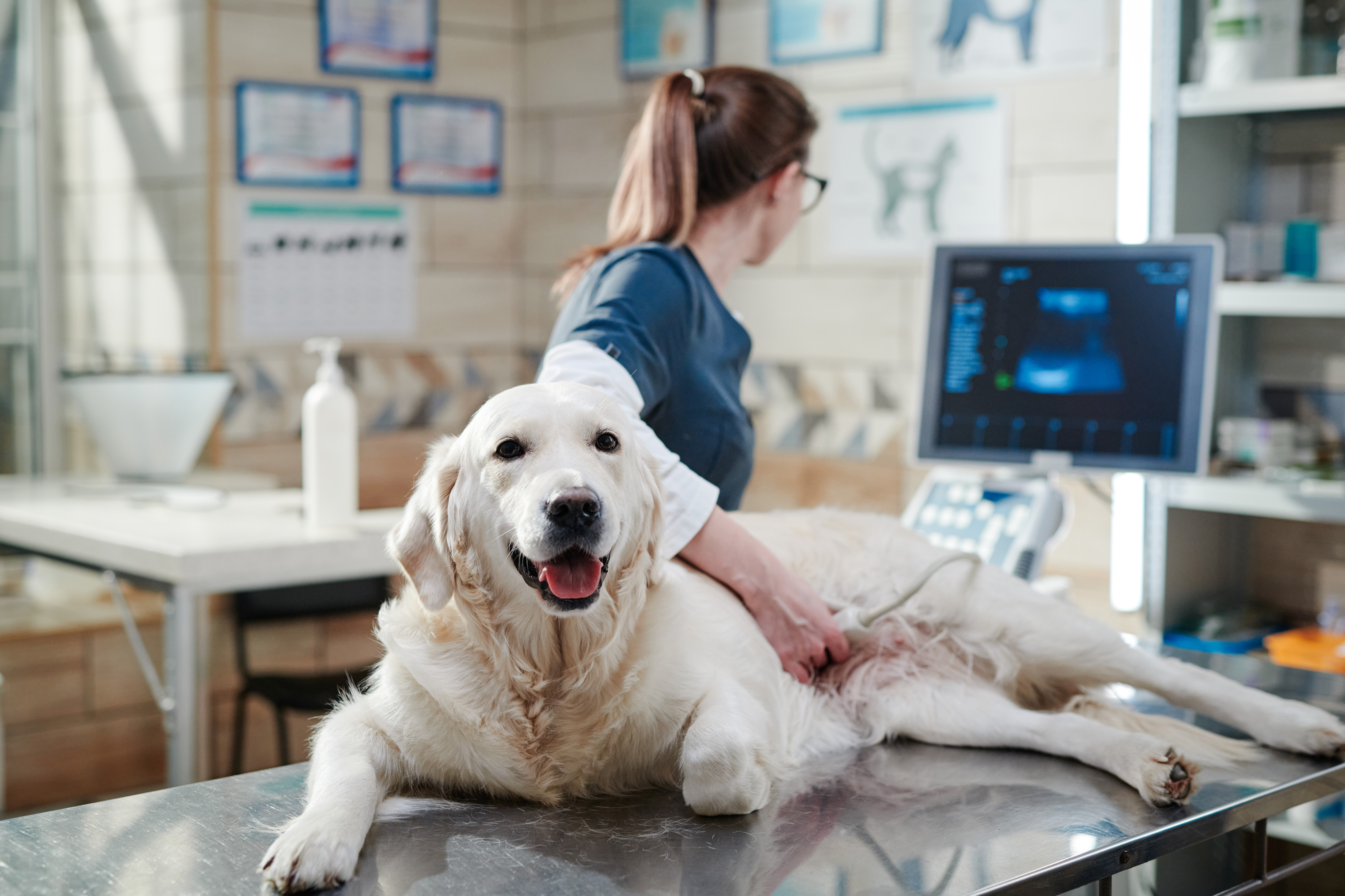 Doctor performing an ultrasound scan on dog Dogs